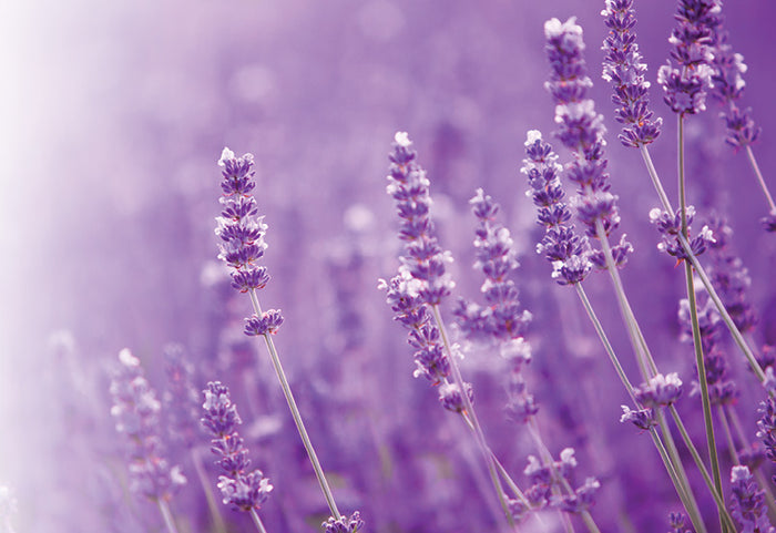 <div>Prikryte sa ľahkým paplónom s uvoľňujúcou levanduľovou esenciou.</div>